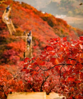 周末1日水峪村红叶栈道【特惠88】访明清完整的古村水峪村-南窑村12公里徒步