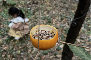 志愿北京2h【保护小鸟暖冬计划】房山亲子11.1/8/9/15/16/22小树刷白/捡垃圾/鸟窝DIY/喂食器DIY