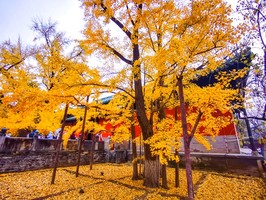 11.15周六【情定京门铁路】单身专线-广化寺千年古银杏-皇家琉璃厂，户外徒步登山联谊，邂逅心动的TA