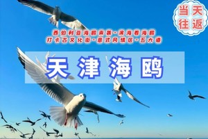 周末1日｜天津海鸥｜西伯利亚海鸥来袭-滨海看海鸥-打卡古文化街-意式风情区-五大道