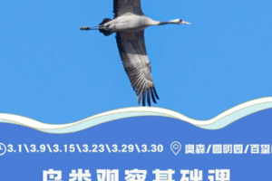公益时长2h秋季观鸟10.25【奥森/圆明园/百望山】农大博士主讲(多公园可选)