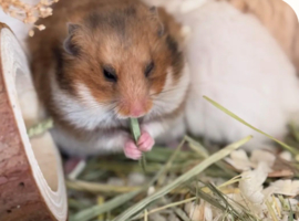 公益时长3H【我为地球加树度】3.14/21/22/28昌平亲子植树+带走1只小仓鼠+水培育苗+Q弹草莓冻+艾草手工皂