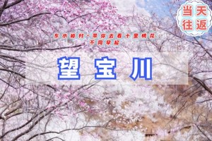 周三周末/清明1日｜望宝川桃花｜百里丹霞千顷桃云の望宝川-东水峪桃花海环线10公里<初级>