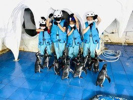 志愿北京2h【小小企鹅保育员】11.15/23/29/12.6/12海洋系列研学 亲喂/制食/科普 (亲子/单飞）