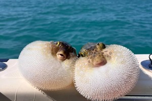 北戴河【海趣牧歌】6.19-21海洋牧场+动物奇趣优等生+开蚌取珠+渔网编制+动物百老汇渔田畅玩（单飞/亲子）