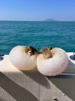 北戴河【海趣牧歌2日】动物奇趣优等生+海洋牧场+开蚌取珠+传统工艺渔网编制+动物百老汇+渔田畅玩（单飞/亲子）