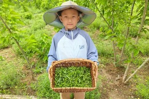 京西遛娃新地标！探秘黄芩茶乡，采茶 + 炒茶 + 茶礼仪，带孩子解锁茶香四溢的田园时光！每周末开