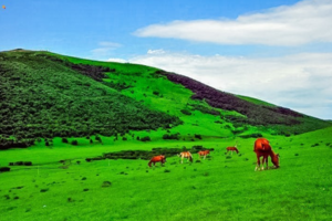 免费策划-承接公司团建-坝上草原团建-避暑团建-京郊团建好去处-按需定制
