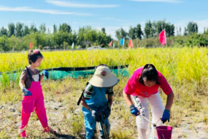 志愿北京3h【稻田小农夫】10.1/2/3/4/5/6/7/8一起趣秋收收稻谷、打谷、脱粒、捉螃蟹