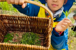 志愿北京2h【限定】10.4/5京西小茶农一日营，了解山茶文化，采山茶（亲子游/也可单飞）