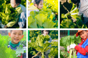 志愿北京2h【大地冬藏节】11.15/16/22/23/29/三元农场·拾稻穗换新米·小树穿新衣·拔白菜腌泡菜·植板景观