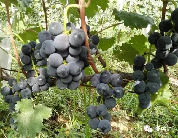 mmexport1440654340054.jpg 图片