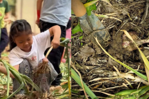 公益时长2h“蒜”你可爱11.1/2/8/9/15/16仅需99元，昌平亲子游冬种蒜瓣，夏收大蒜，喂小动物，赏多肉