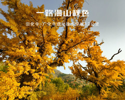 周末1日【崇化寺B】千年古银杏最佳观赏期の崇化寺-广化寺12公里户外徒步<初级>