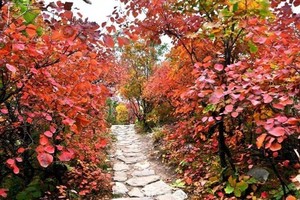 周末1日【药王谷坡峰岭A】双谷探秘｜醉美赏红叶线路药王谷-坡峰岭徒步户外10公里穿越