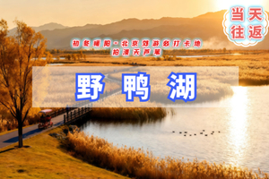 周三周末1日野鸭湖B【中午12点出发】橘子日落-网红打卡拍芦苇漫天の闯入金色芦苇荡的冬日童话-双集合点