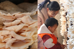 公益时长2小时 昌平菇勇者12.13/14/20/21/27/28蘑菇科普 领养蘑菇菌棒 喂小动物赏多肉 