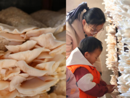 公益时长2h【昌平菇勇者】仅需69.9蘑菇科普12.20/21/27/28/1.1/2/3领养蘑菇菌棒 喂小动物赏多肉