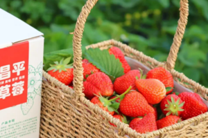 公益时长2h遇见小莓好12.20/21/27/28/1.1/2/3采摘草莓，抓猪大作战，吃烤甘蔗，香甜与野趣的亲子冒险 