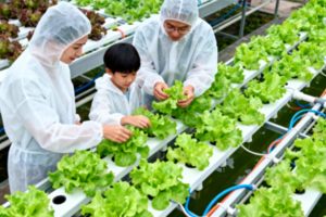 志愿北京2h【未来农场开放日】1.10/18/24首农翠湖工场·10万平智能温室·3·8m高番茄巨树·液培蔬菜