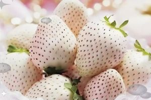 志愿北京6小时学习太空育苗【带娃去农科院】1.31/2.1/7/8/14/15/28体验水菜共生与教授一起亲手种植草/莓