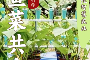 志愿北京6h趣探鱼菜共生2.7/8/14/28教授带你构建／阳台绿色生态/亲手建造专属自己的家庭微农场