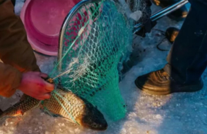 玉渡山冬捕总动员B-2.7/10铁锅炖 + 冰雪畅玩，解锁冬日限定快乐（也可自驾车）