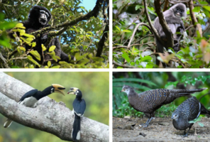 云南腾冲亲子游2.24-28走进高黎贡 探访长臂猿栖息地 犀鸟谷观鸟（芒市集腾冲解）