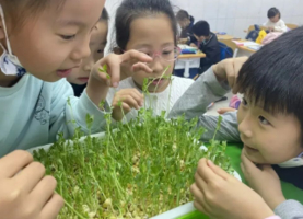 【地球小卫士99/儿童】3.7/8/14/15/21/22房山植树/水培芽苗菜/传统沙土炒花生/春日枕头大战