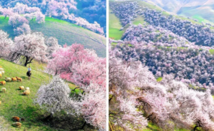 童话新疆【天山之春8日】伊犁河谷杏花-乌鲁木齐+那拉提+吐尔根杏花沟+天山+伊宁+木特塔尔沙漠（共8期）