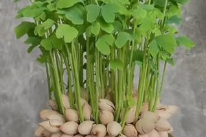 公益时长最多48小时【植树之育苗】3.22/28/29 植银杏马年新苗+安全实训+科研实验+赴羊年黄金之约 