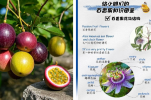 公益时长2h大兴植树3.21/22/28/29/古法爆米花+DIY蘑菇菌棒+种百香果+抓鸡大赛+线上云养+年度守护证书