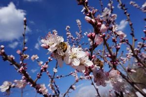 3.29周日1日【西山画招财猫】特惠38｜西山画猫徒步活动18公里徒步<中级>