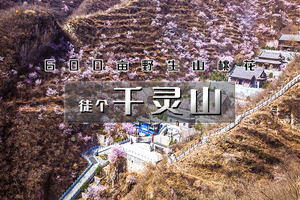 周末1日｜千灵山｜600亩山桃花の京西南第一崇山千灵山-芦潭古道13公里<初级>