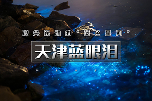 情定天津蓝眼泪 周末营（单身专场）浪尖跃动的“蓝色星河”の蓝眼泪奇观-东疆港日出&海鸥
