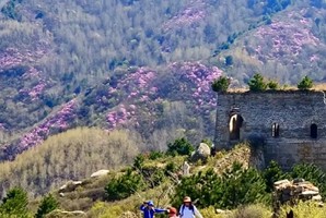 周末1日｜石窝杜鹃｜巨石冰瀑映山红の赏冰川杜娟花-观绝美春之盛景-赴一场杜鹃之约