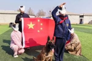 志愿北京3h《工作犬少年驯导师》5.2上午/4下午/6.19与警犬并肩战斗+功勋犬纪念+互动科目展示