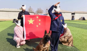 志愿北京3h《工作犬少年驯导师》端午限定6.19/20/21给工作犬包粽子，毛孩子也要过节，双倍快乐走起