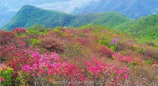 满山花开