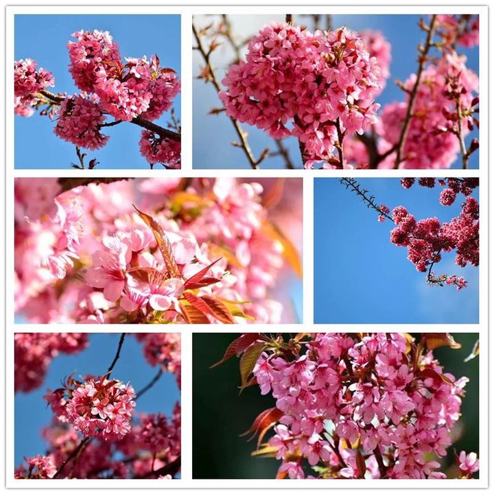 大理旅游攻略图片3