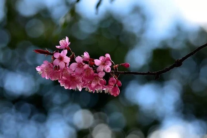 大理旅游攻略图片4