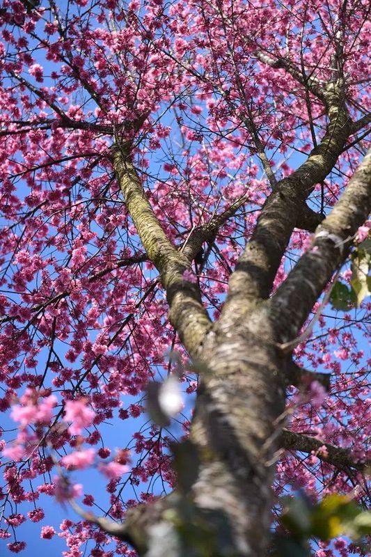 大理旅游攻略图片5