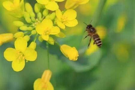 春天赏花去哪里?户外达人告诉你! 春天赏花去哪里?户外达人告诉你!