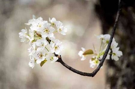春天赏花去哪里?户外达人告诉你! 春天赏花去哪里?户外达人告诉你!