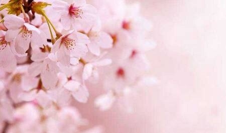 春天赏花去哪里?户外达人告诉你! 春天赏花去哪里?户外达人告诉你!