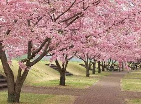 春天赏花去哪里?户外达人告诉你! 春天赏花去哪里?户外达人告诉你!