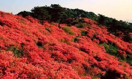 春天赏花去哪里?户外达人告诉你! 春天赏花去哪里?户外达人告诉你!