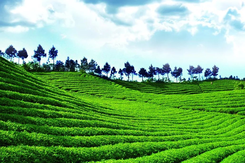 安溪茶山风景区,安溪茶山图片,安溪祥华茶山图片_大山谷图库