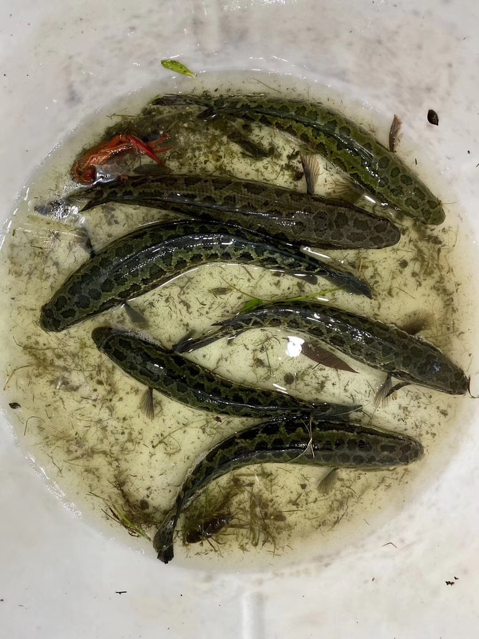 3a641636f43442636a841d0a6147a76