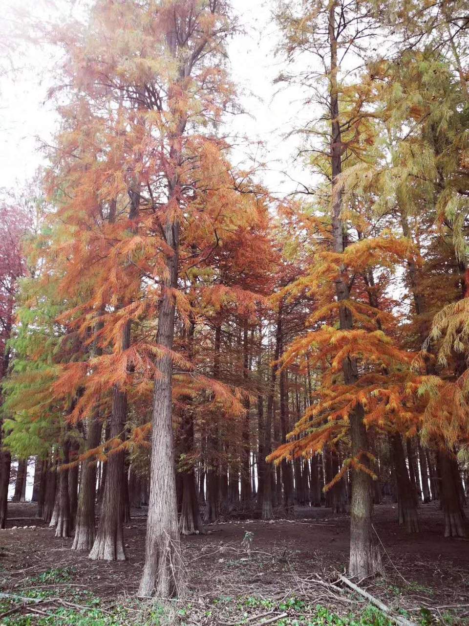 微信图片_20200714151456